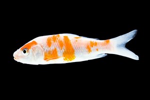 What Does It Mean When A Goldfish's Top Fin Lies Down? - Cuteness