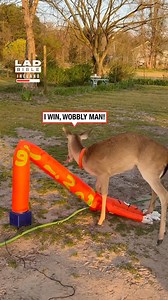 I wonder who will win this one? 😂🦌 | LADbible Ireland