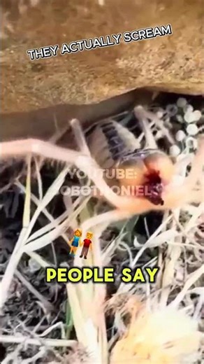 This Is the REAL Sound of Camel Spiders 😨 #CamelSpiders #shorts