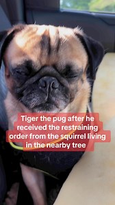 Restraint order 🤣🐶🐿️ | Pug Philosophy