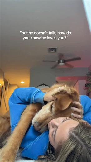 Mr. Coby West on Instagram: "i can feel it in my heart 🥲 #goldenretriever #dog #dogsofinstagram #goldenretrievers #dogmom #love #dogs"