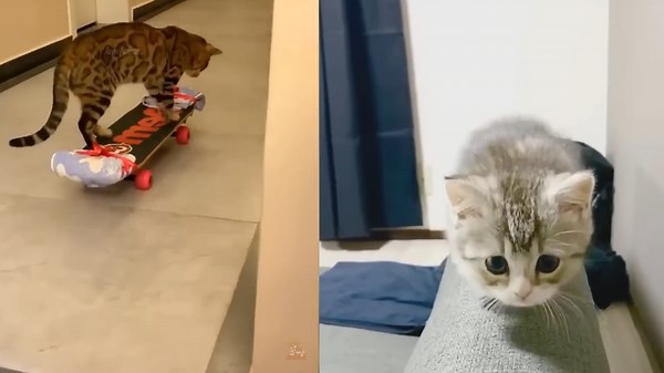 Watch These Cats Do the Funniest Things! You Won’t Stop Laughing 🐱😂