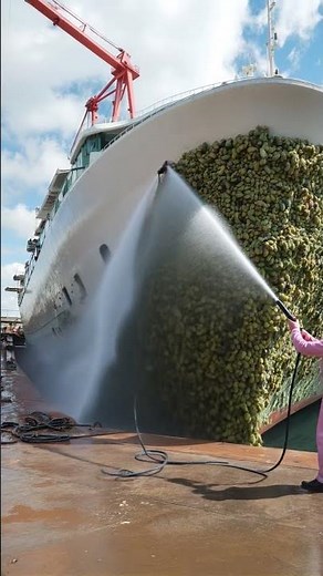 The staff are really busy all day, either cleaning barnacles from whales or from ships ep20 #ship