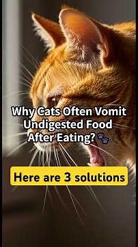 Why Cats Often Vomit Undigested Food After Eating?🐾 Here are 3 solutions #cat #facts #kitten