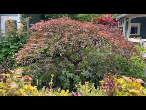 Japanese laceleaf Maple - Acer palmatum ‘Ornatum’ named Yoko - Before & After Pruning Langley WA