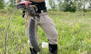 What to know about the rare ‘highly toxic’ rattlesnake recently spotted in Ohio