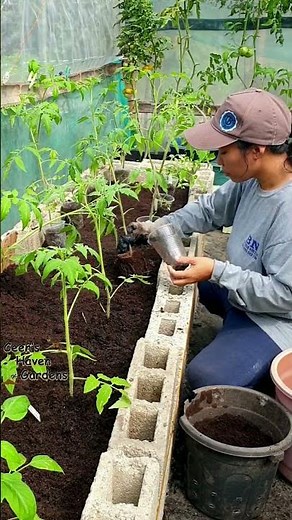 Tomatoes in Raised Garden Bed #viralshort #garden #gardening #viralvideo #fruit #vegetables #organic