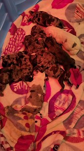 Sadly we lost the little Brindle boy early this morning. I stayed up monitoring the live feed most of the night/early morning and I happened to see him looking lifeless. When I came out he was still warm and I worked on him for 10 minutes to no avail. I actually had to get him breathing when he was first born yesterday. He came out lifeless and after 5 minutes of suction, compressions, breaths and chest rubs I finally got him breathing. He was eating all day. Just not really sure what happened. 