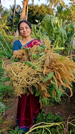 OrganicFarmer on Instagram: "Friends, Saving Seeds is the most cost-effective action we can take 👍 We label and store in an breathable cotton bag in a cool, dry place 👍 Amaranth Seeds will last for many years in proper storage - to be safe, plant them and save seeds again as often as possible!👍😊 To order our Farm Fresh Products, kindly click the link in our bio 🙏 Health is Wealth 🙏 Happy Farming 😊 #organicfarmers #goorganic #happiness #summervibes #fruits #cooltreat #fruitjuice #saveseeds