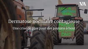 Dermatose nodulaire contagieuse : une crise de plus pour des paysans à bout