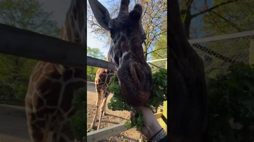 Watch a giraffe munch on lettuce like a wild foodie