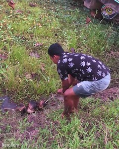 16K views · 56 reactions | Poor dog needs a miracle to survive 梁 | 7-Second Riddles | Facebook