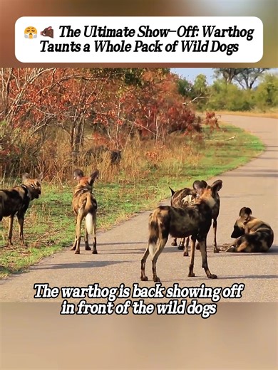 Warthog vs Wild Dogs: A Brave Encounter in Nature