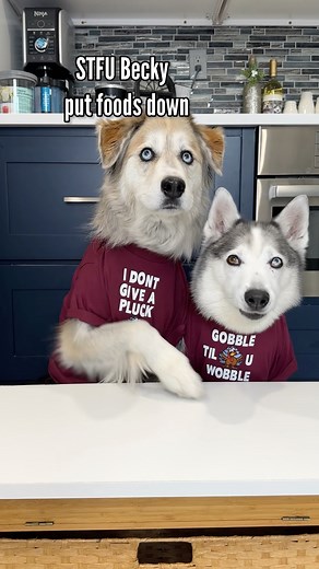 Ma'am I would like to speak to your manager. Champ and Tyson try different Thanksgiving foods icluding mashed sweet potatoes, unsweetened applesauce, green beans, asparagus, cranberries, broccoli, cauliflower and turkey. #dogstryfood #foodreview #dogs | The Half Husky Bros