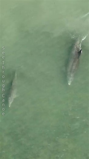 Watching#dolphinsusing#fish#whackinghunting technique in #Stpete#flor... | See Through Canoe