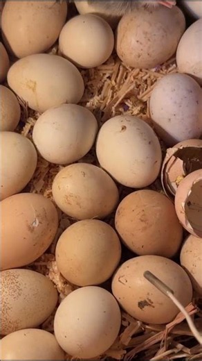 Wooden box egs hatching - rescue chick #chick #hatching