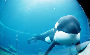 Einde van een ‘troetel-orka’ : ‘Free Willy’ was een succes, ‘Free Keiko’ een goedbedoeld drama