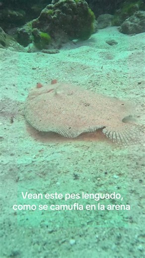 Pes lenguado camuflado en la arena! #isladelcoco