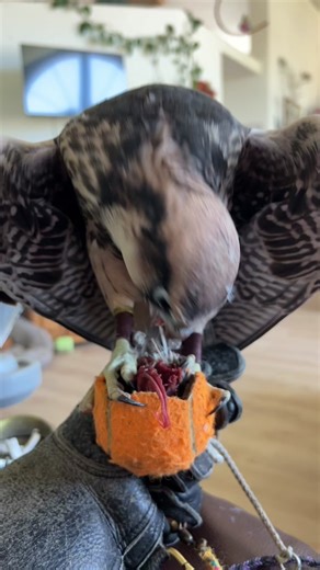 Tim the lanner falcon learns to eat from his lure #falconry #experienceflight #pasorobles #centralcoast #slo #sanluisobispo #winecountry #experience #thefalconryexperience #comeflywithus #babyfalcon #lannerfalcon #lannerette #cute #baby
