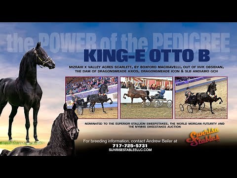 King-E Otto B: Morgan Stallion Standing at Stud