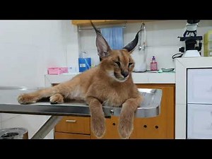 Kucing Caracal