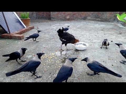 Beautiful Video of Black Crows and Cute Hens | Crows Sounds | Crows Planet