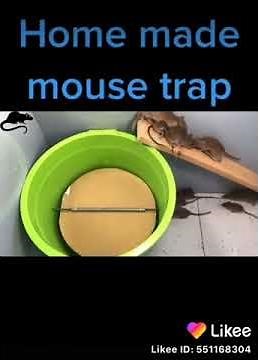 Comment attraper des rats