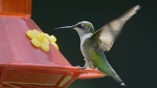 Hummingbird migration: How to attract hundreds to your yard per day this fall