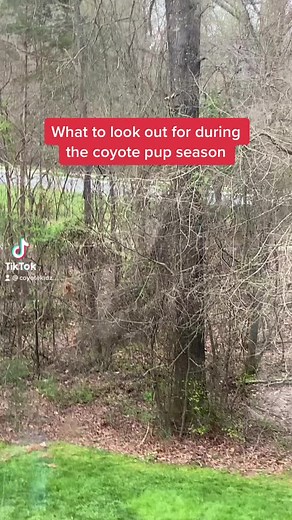 Hope you like it! 🐺 #wolf #wolves #coyote #coyotekids #pups #season #woods #forest #facts #coyotekidz