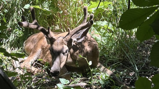 Chronic wasting disease spreads to new area in Utah - KSLNewsRadio