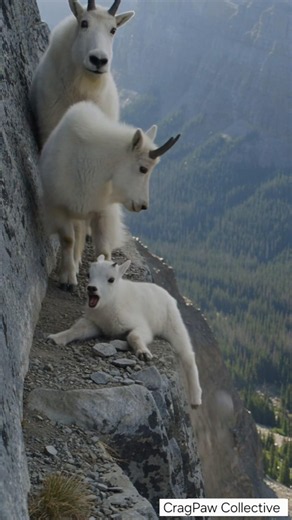Baby Mountain Goat Slips on a Cliff 😱🐐