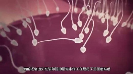 动画全过程演示从精子进入后，再到受精卵着床，每个生命都是奇迹！