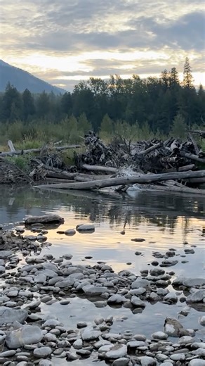 A wild BEAVER is Mad!!!