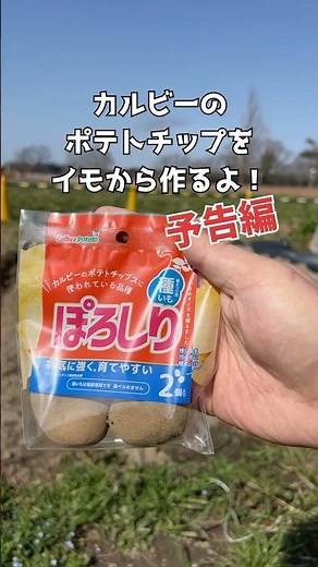 カルビーのポテトチップをイモから作るよ