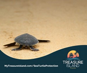 1.5K views · 17 reactions | Sea turtle nesting season is underway. ...