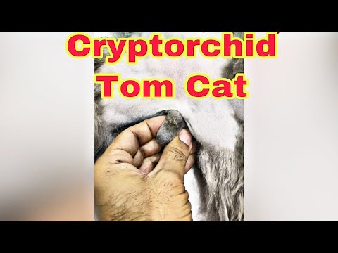 Solving Cryptorchidism in Cats - NOW Watch the wonderful Solution!