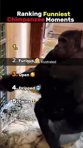 Ranking funniest chimpanzee moments 🐒 #ranking #funny #chimpanzee #animals