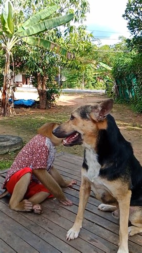 Cutest Monkey-Dog Duo Breaking the Internet Today #reelsvideo | SR Baby Monkey
