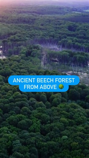 8.8K views · 273 reactions | Our drone takes you on a flight above an ancient beech forest in Germany.⁠ ⁠ ⁠ #FlyingEye #dwtravel | DW Travel | Facebook