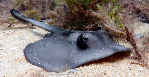 What Do Stingrays Eat? 15  Creatures They Hunt
