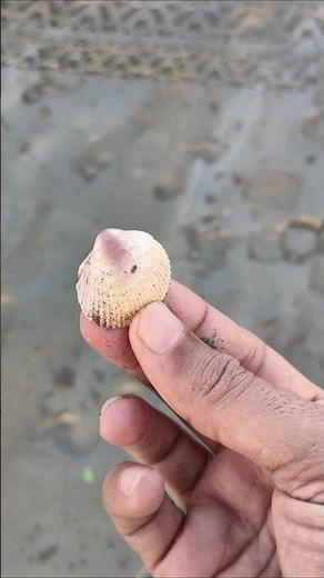 Rose cockle shell at the seashore #cockle #seashell #seatreasures #youtubeshorts