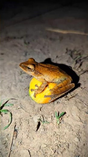 Frog laughter Boing Funny froggy | Frog in the bucket is funny | Catch funny wep wep