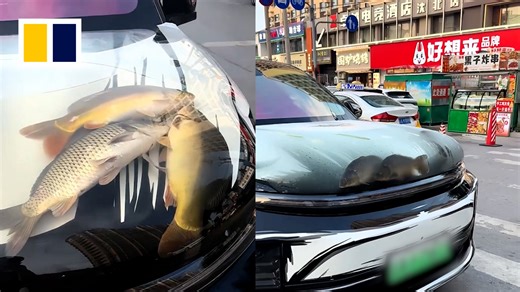 73K views · 312 reactions | This driver turned his car bonnet into a 'fish tank'  | South China Morning Post | Facebook