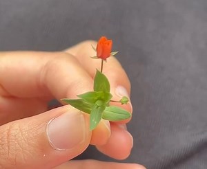 tiny rose♡ | Things I Love