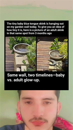 Tiny Baby Blue Tongue Skink on My Garden Wall (Adult Size Comparison!)