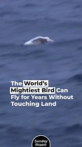 7.6K reactions · 2.3K shares | The albatross is the only bird in the world that spends most of its life airborne. | Sunday Roast | Facebook