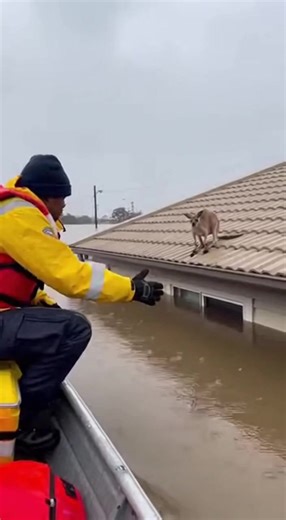 Kangaroo's Flood Escape! Rescuer saves kangaroo from flooded rooftop. Generated using Kling AI . . . (For entertainment purposes only. Consult professionals if guidance on activities is presented. No brand affiliation is implied if any are shown. If inspired by true events, creative adaptations may be included. Content may include public footage.) | Tips & Tricks