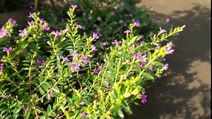 Beautiful pink cuphea plant as background. A harmonious combination of green leaves and beautiful blooming flowers in the garden.