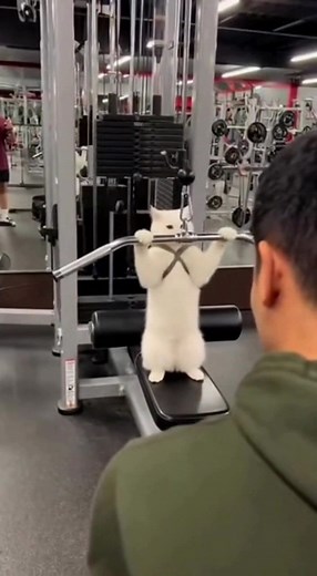 Cat Coach: Hilarious Gym Training with Pets