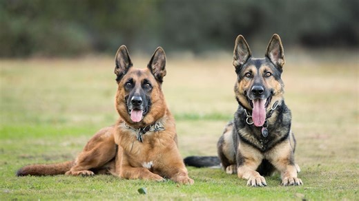 2 German Shepherds Got Stuck and Accidentally Invented a New Dance Move